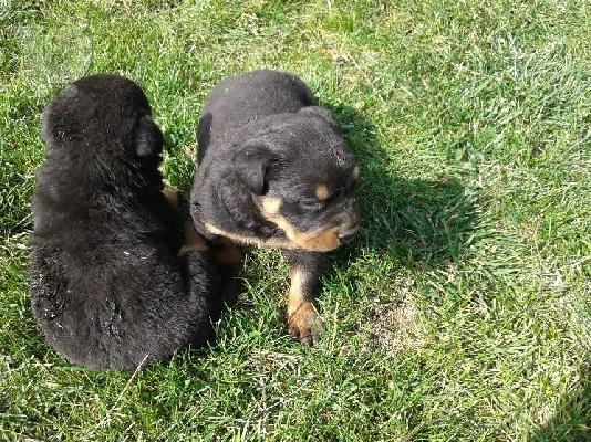 Kαλή τιμή!!!.Πουλάω όμορφα κουτάβια ράτσα ROTTWEILER- Ροτβαιλερ -250 euro...